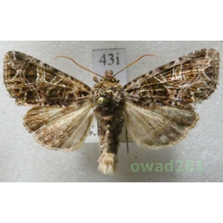 Sideridis rivularis (Fabricius, 1775) Czech43i